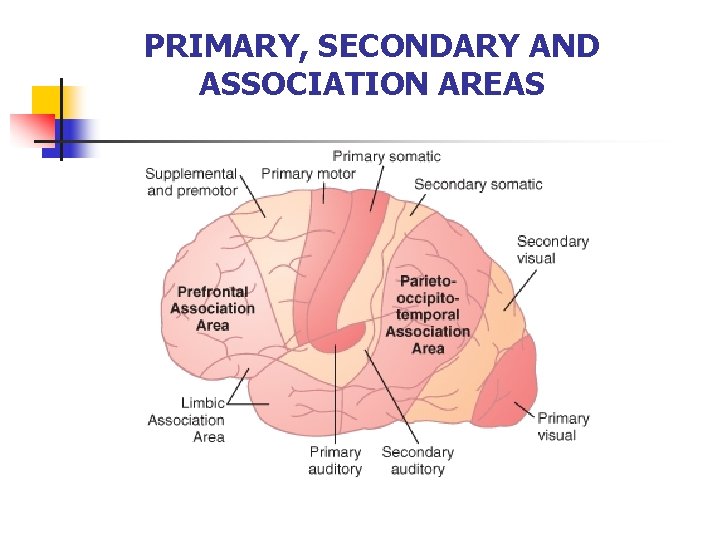 PRIMARY, SECONDARY AND ASSOCIATION AREAS 