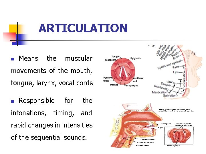 ARTICULATION n Means the muscular movements of the mouth, tongue, larynx, vocal cords n