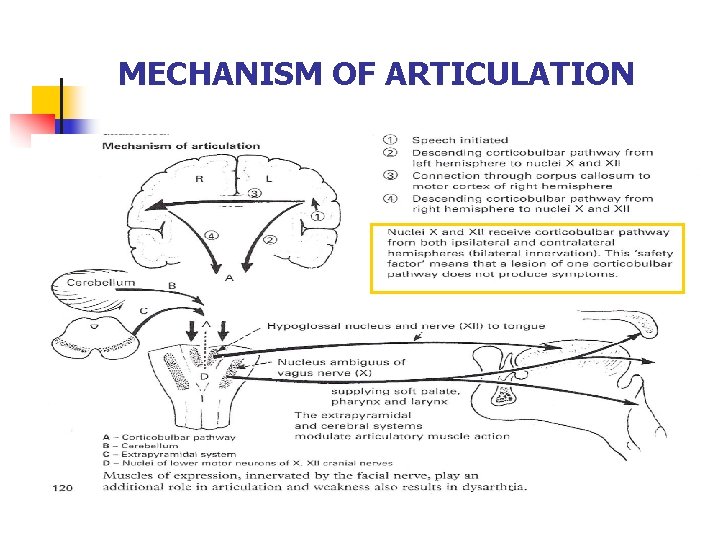 MECHANISM OF ARTICULATION 