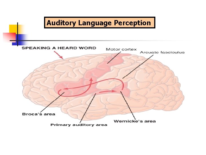 Auditory Language Perception 