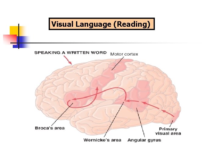 Visual Language (Reading) 