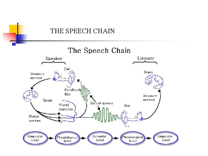 THE SPEECH CHAIN 