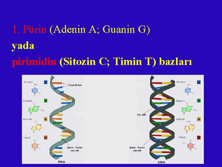 1. Pürin (Adenin A; Guanin G) yada pirimidin (Sitozin C; Timin T) bazları 