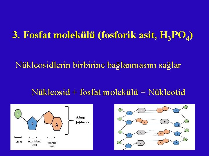 3. Fosfat molekülü (fosforik asit, H 3 PO 4) Nükleosidlerin birbirine bağlanmasını sağlar Nükleosid