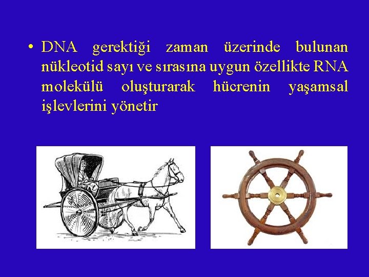  • DNA gerektiği zaman üzerinde bulunan nükleotid sayı ve sırasına uygun özellikte RNA