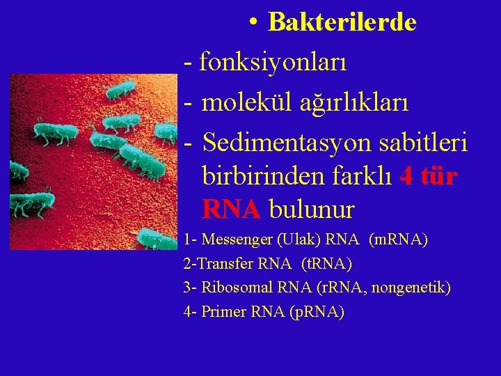  • Bakterilerde - fonksiyonları - molekül ağırlıkları - Sedimentasyon sabitleri birbirinden farklı 4