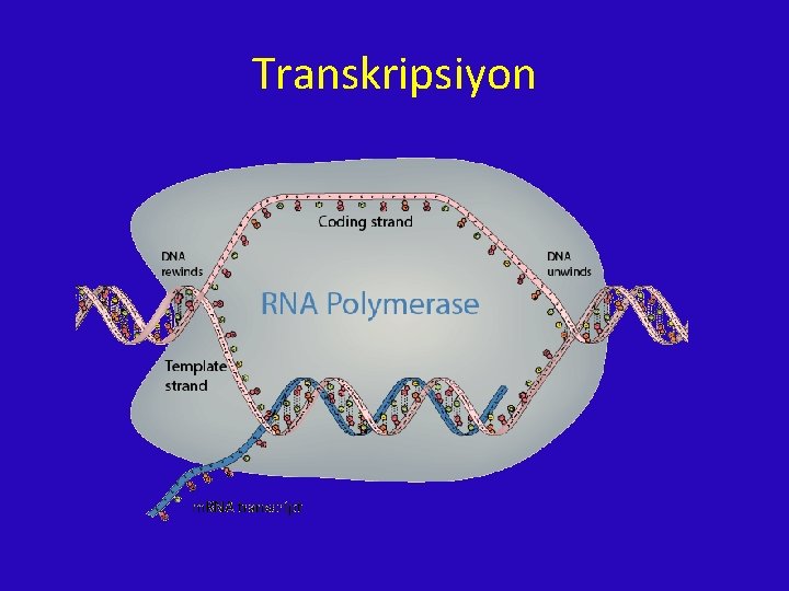 Transkripsiyon 