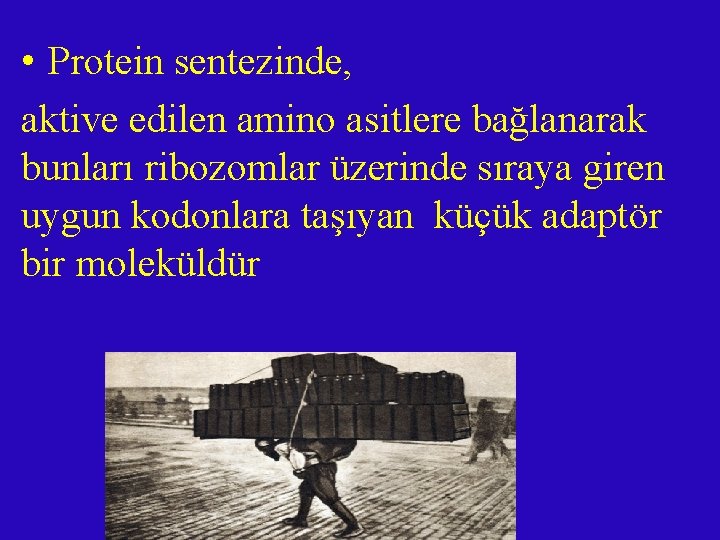  • Protein sentezinde, aktive edilen amino asitlere bağlanarak bunları ribozomlar üzerinde sıraya giren