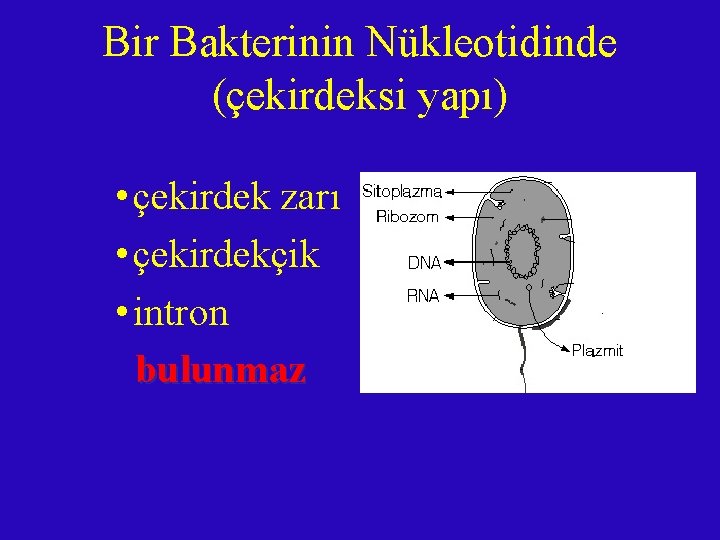 Bir Bakterinin Nükleotidinde (çekirdeksi yapı) • çekirdek zarı • çekirdekçik • intron bulunmaz 