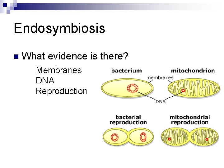 Endosymbiosis n What evidence is there? Membranes DNA Reproduction 