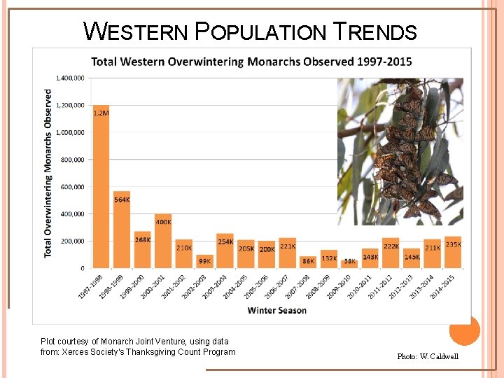 WESTERN POPULATION TRENDS Plot courtesy of Monarch Joint Venture, using data from: Xerces Society’s