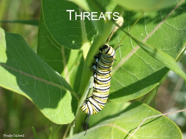 THREATS Wendy Caldwell 