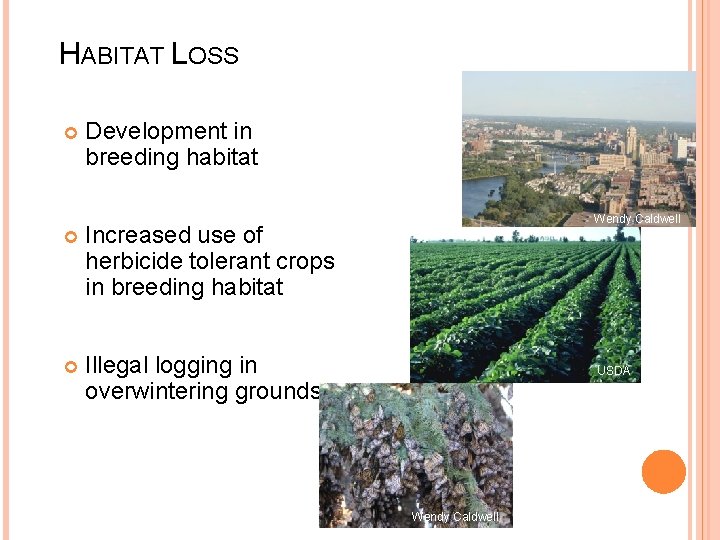 HABITAT LOSS Development in breeding habitat Increased use of herbicide tolerant crops in breeding