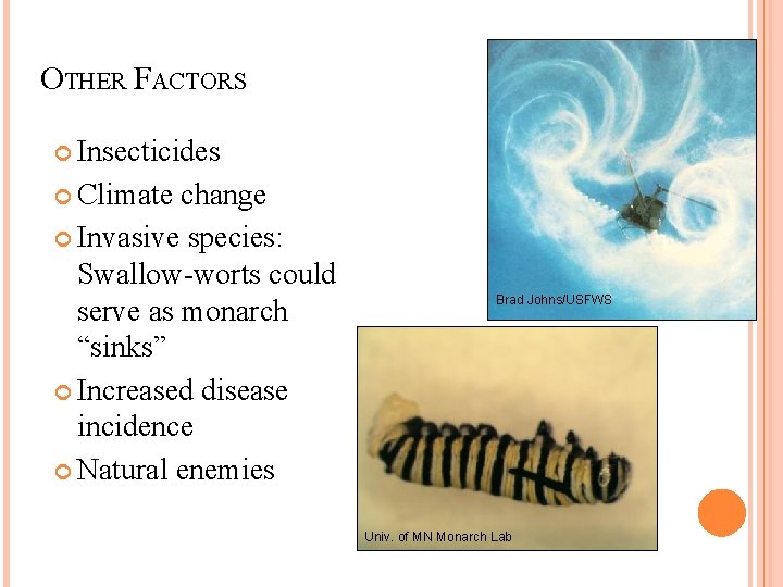 OTHER FACTORS Insecticides Climate change Invasive species: Swallow-worts could serve as monarch “sinks” Increased