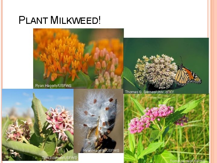 PLANT MILKWEED! Ryan Hagerty/USFWS Thomas G. Barnes/Univ. of KY 16 Ryan Hagerty/USFWS Tom Koerner/USFWS