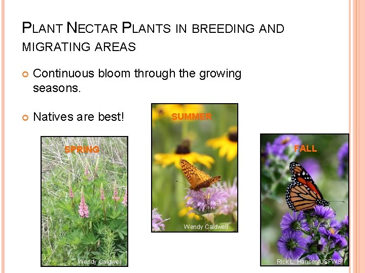 PLANT NECTAR PLANTS IN BREEDING AND MIGRATING AREAS Continuous bloom through the growing seasons.