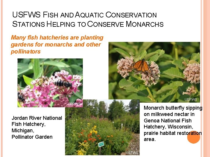 USFWS FISH AND AQUATIC CONSERVATION STATIONS HELPING TO CONSERVE MONARCHS Many fish hatcheries are