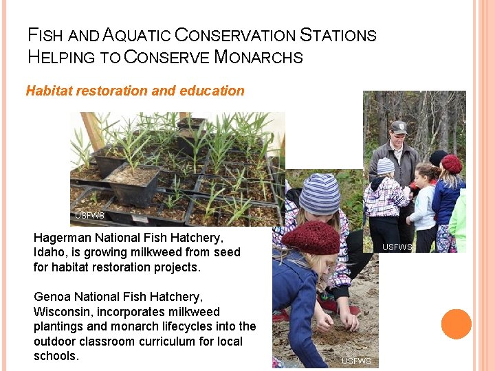 FISH AND AQUATIC CONSERVATION STATIONS HELPING TO CONSERVE MONARCHS Habitat restoration and education USFWS