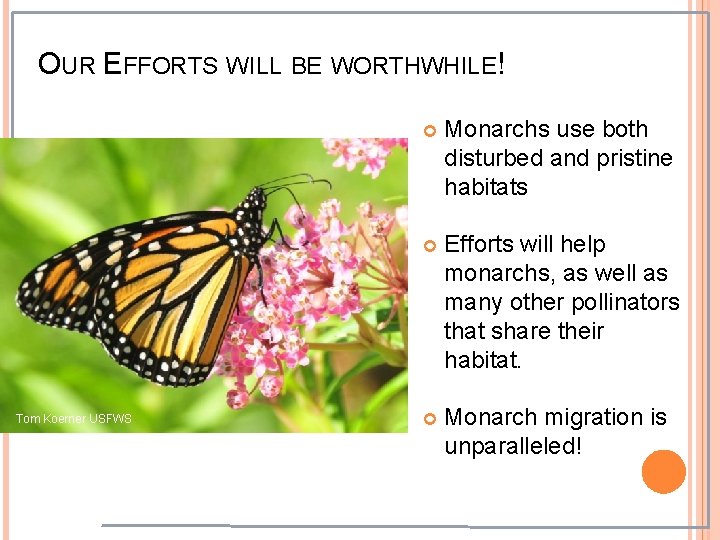 OUR EFFORTS WILL BE WORTHWHILE! Tom Koerner USFWS Monarchs use both disturbed and pristine