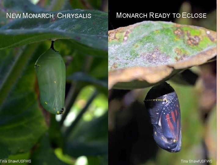 NEW MONARCH CHRYSALIS Tina Shaw/USFWS MONARCH READY TO ECLOSE 4 Tina Shaw/USFWS 