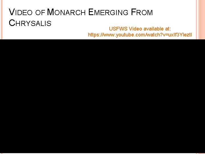 VIDEO OF MONARCH EMERGING FROM CHRYSALIS USFWS Video available at: https: //www. youtube. com/watch?