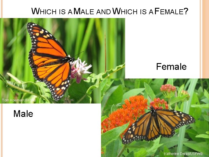 WHICH IS A MALE AND WHICH IS A FEMALE? Female Tom Koerner/USFWS Male Katherine
