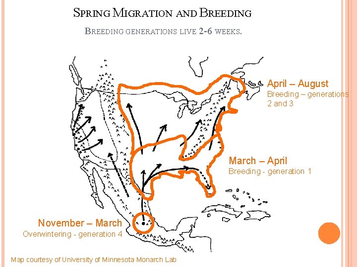 SPRING MIGRATION AND BREEDING GENERATIONS LIVE 2 -6 WEEKS. April – August Breeding –