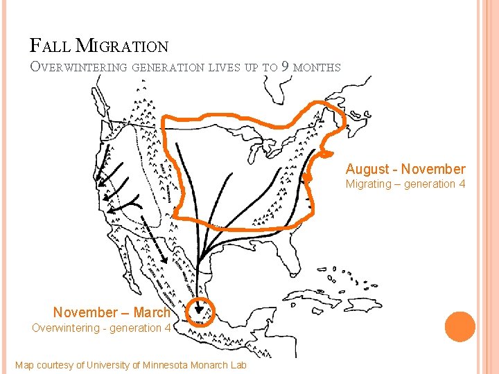 FALL MIGRATION OVERWINTERING GENERATION LIVES UP TO 9 MONTHS August - November Migrating –