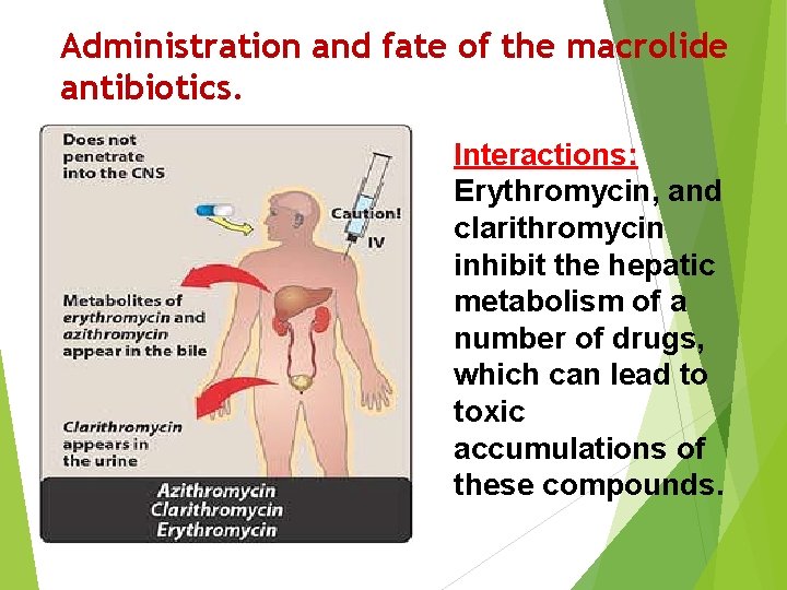 Administration and fate of the macrolide antibiotics. Interactions: Erythromycin, and clarithromycin inhibit the hepatic