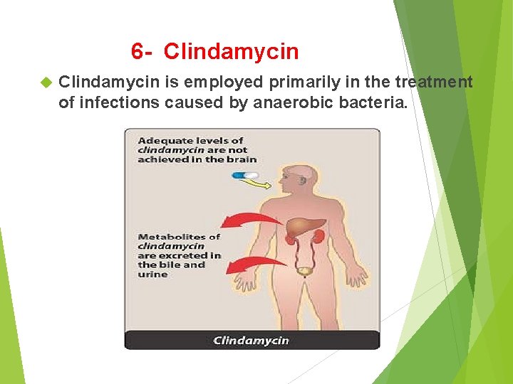 6 - Clindamycin is employed primarily in the treatment of infections caused by anaerobic