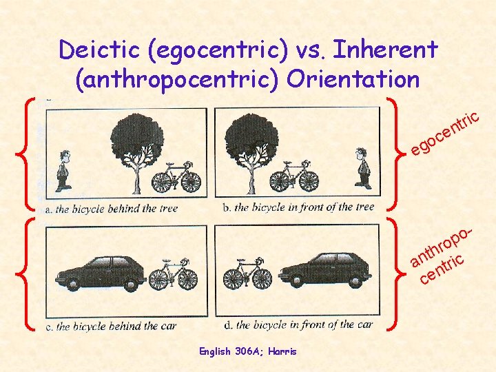 Deictic (egocentric) vs. Inherent (anthropocentric) Orientation e c o g e ic r t