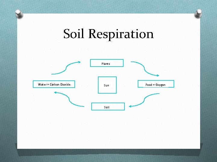 Soil Respiration Plants Water + Carbon Dioxide Sun Soil Food + Oxygen 