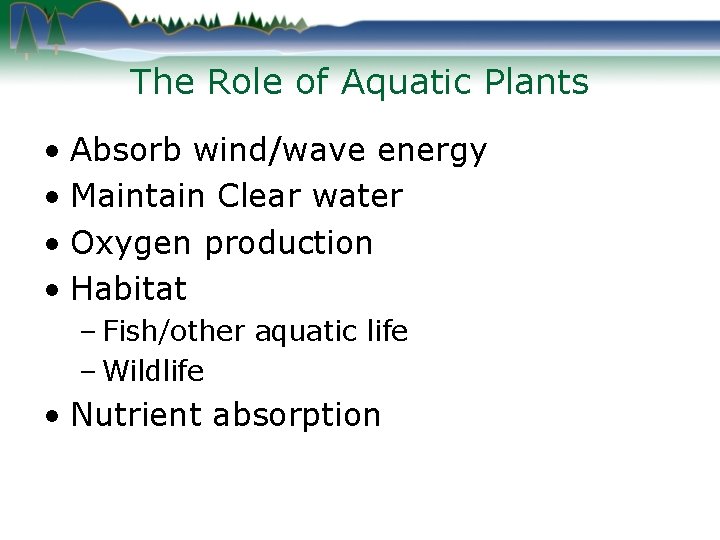 The Role of Aquatic Plants • Absorb wind/wave energy • Maintain Clear water •