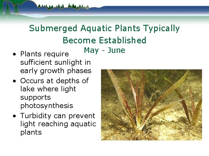 Submerged Aquatic Plants Typically Become Established May - June • Plants require sufficient sunlight