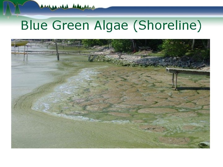 Blue Green Algae (Shoreline) 