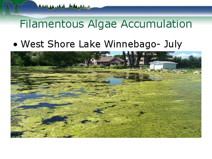 Filamentous Algae Accumulation • West Shore Lake Winnebago- July 2010 