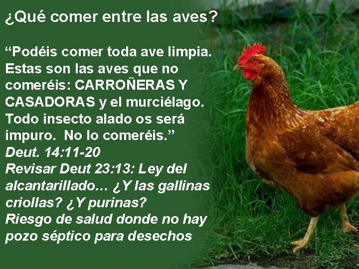 ¿Qué comer entre las aves? “Podéis comer toda ave limpia. Estas son las aves