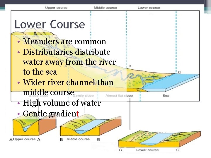 Lower Course • Meanders are common • Distributaries distribute water away from the river