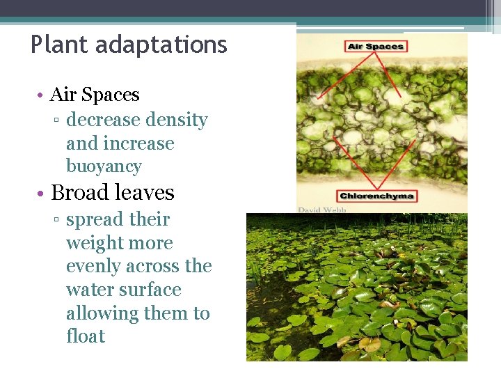 Plant adaptations • Air Spaces ▫ decrease density and increase buoyancy • Broad leaves