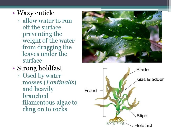 • Waxy cuticle ▫ allow water to run off the surface preventing the • Waxy cuticle ▫ allow water to run off the surface preventing the
