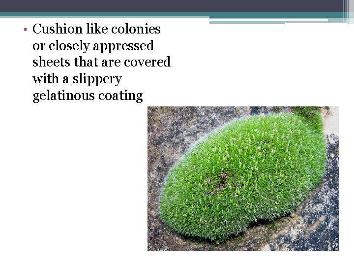 • Cushion like colonies or closely appressed sheets that are covered with a • Cushion like colonies or closely appressed sheets that are covered with a