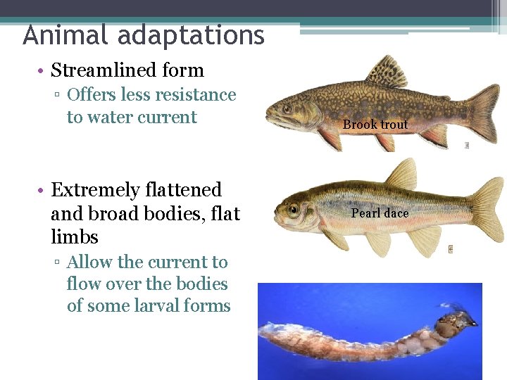 Animal adaptations • Streamlined form ▫ Offers less resistance to water current • Extremely