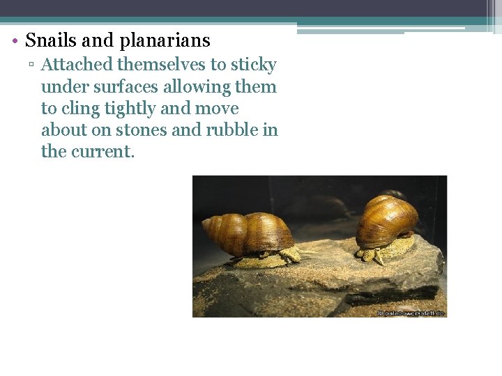 • Snails and planarians ▫ Attached themselves to sticky under surfaces allowing them • Snails and planarians ▫ Attached themselves to sticky under surfaces allowing them