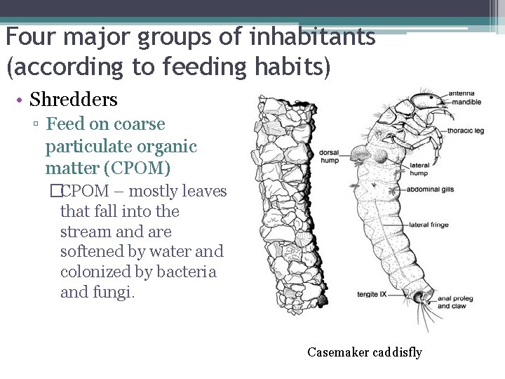 Four major groups of inhabitants (according to feeding habits) • Shredders ▫ Feed on Four major groups of inhabitants (according to feeding habits) • Shredders ▫ Feed on