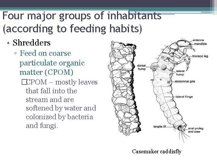 Four major groups of inhabitants (according to feeding habits) • Shredders ▫ Feed on