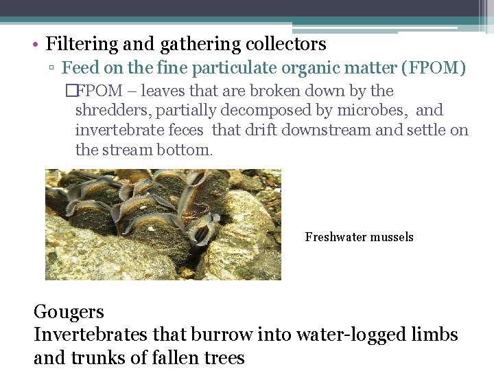  • Filtering and gathering collectors ▫ Feed on the fine particulate organic matter