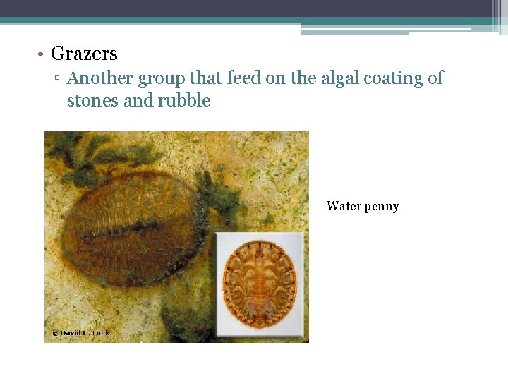  • Grazers ▫ Another group that feed on the algal coating of stones