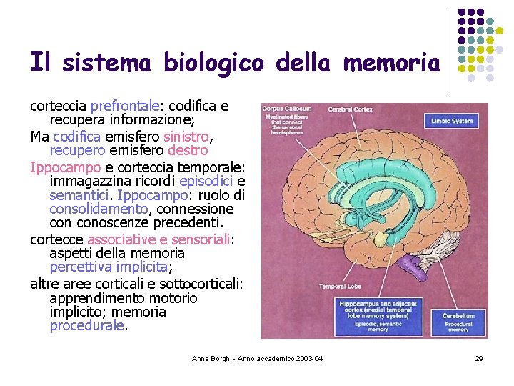 Il sistema biologico della memoria corteccia prefrontale: codifica e recupera informazione; Ma codifica emisfero