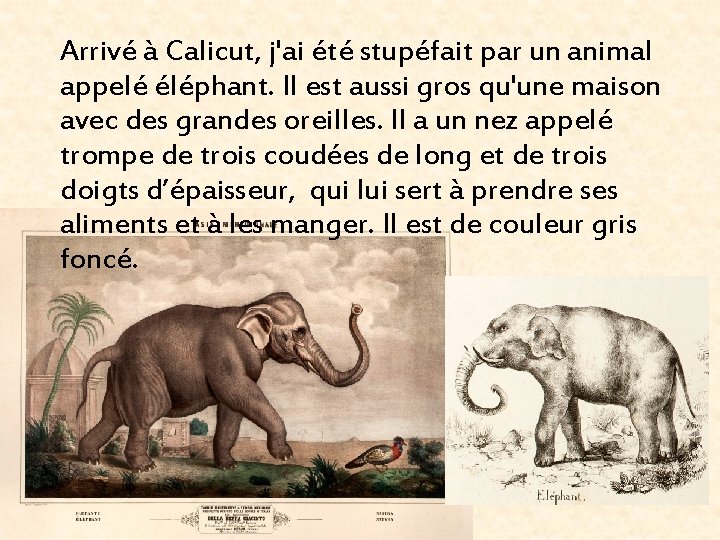 Arrivé à Calicut, j'ai été stupéfait par un animal appelé éléphant. Il est aussi