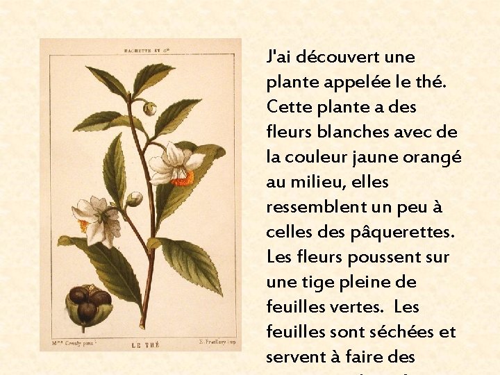 J'ai découvert une plante appelée le thé. Cette plante a des fleurs blanches avec